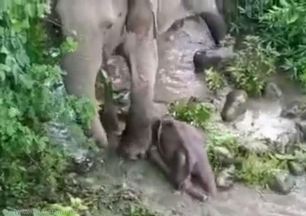 어미 코끼리가 새끼를 앞발로 일으켜보려고 애썼다. 처절한 몸부림에 지켜보던 공무원도 눈시울을 붉혔다.