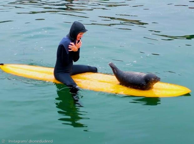 어미를 잃은 새끼 바다표범이 서퍼들의 보드 위에 옮겨 다녔다. [출처: 에드 하텔의 인스타그램]