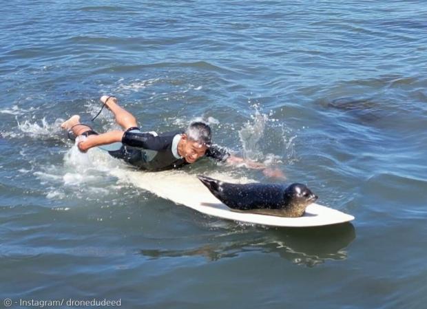 바다표범과 함께 서핑한 서퍼.