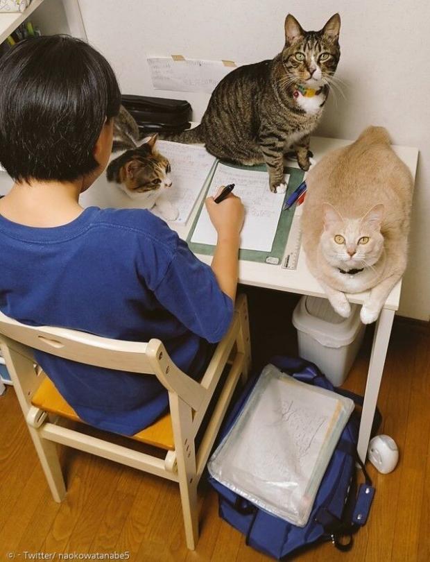기말고사 공부로 바쁜 집사를 포위한 고양이 삼총사. [출처: 트위터/ naokowatanabe5]
