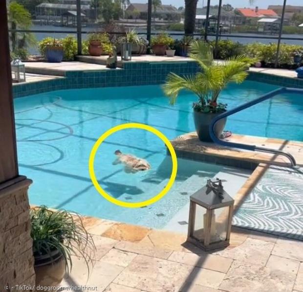 수영장에 둥둥 뜬 강아지 써니(노란 원)를 보고 많은 사람들이 놀랐다. [출처: 데비 다지의 틱톡]