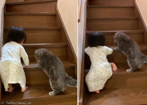 고양이 타코야키가 꼬마 집사한테 계단 올라가는 법을 지도하고 있다. [출처: Twitter/ takopi_cat]