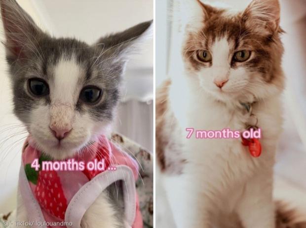 틸리의 놀라운 성장세. 왼쪽 사진이 생후 4개월 당시이고, 오른쪽 사진이 7개월 됐을 때다.