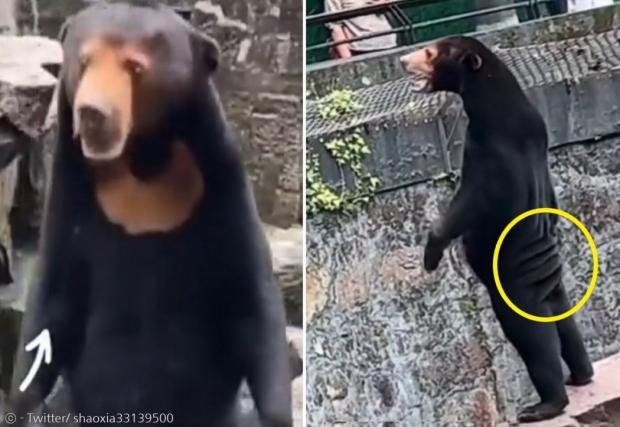 항저우 동물원 태양곰사에 있는 태양곰이 곰의 탈을 쓴 사람으로 의심 받았다. [출처: 트위터/ shaoxia33139500]