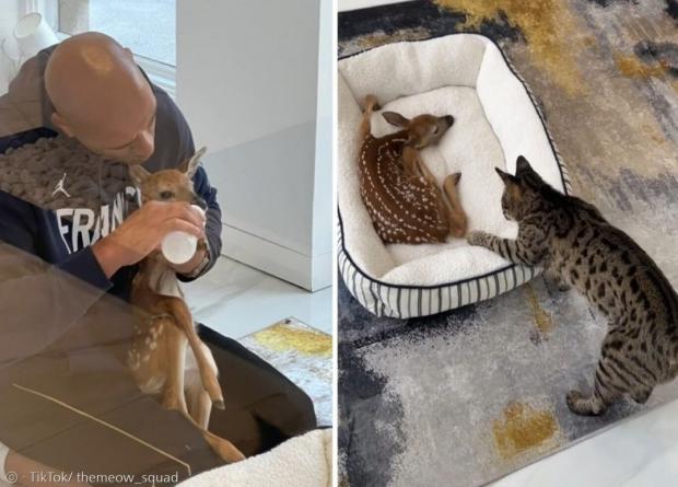 집사가 정원에서 걷지 못하는 아기 사슴을 구조했다.(왼쪽 사진) 사바나 고양이 매직이 고양이 침대에서 쉬는 아기 사슴의 다리를 조심스럽게 만져봤다.