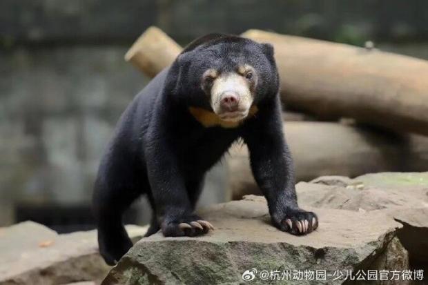 항저우 동물원이 지난 1일 웨이보에 태양곰 사진 4장을 공개했다. [출처: 항저우 동물원 웨이보]