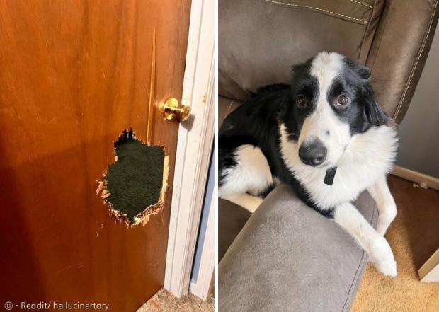 그레이트 피레니즈 믹스 강아지가 방문을 뜯어 구멍을 내서, 방 밖으로 탈출했다. 아빠는 강아지가 전선을 물어뜯을까봐 방에 분리시켰다고 한다. [출처: Reddit/ hallucinartory]