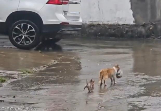 길고양이 구조자가 우연히 태풍 피난을 떠난 고양이 모자를 발견했다. 