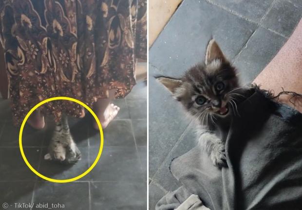 왼쪽 사진은 새끼고양이(노란 원)가 엄마 집사의 치맛자락에 매달린 모습이다. 오른쪽 사진은 아들 집사의 무릎에 매달린 모습이다.
