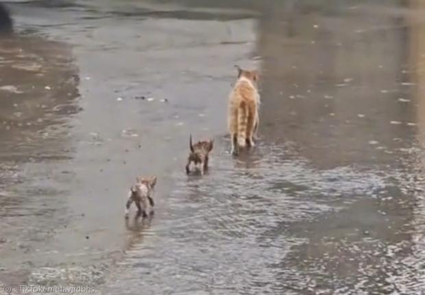아기고양이 3마리를 데리고 태풍 피난을 떠난 엄마 고양이. 한 마리는 입에 물고 두 마리는 뒤를 따라오게 했다. [출처: TikTok/ metavjrdbhs]