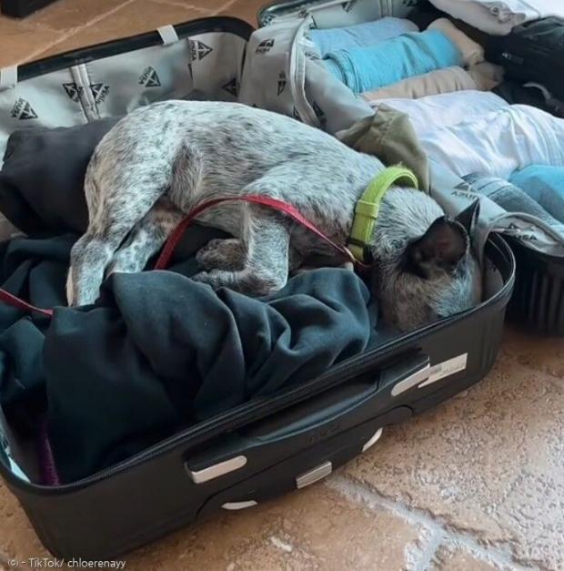 오스트레일리언 캐틀 도그 강아지가 예비 대학생 클로이를 따라서 대학에 가고 싶었던지 클로이의 여행가방 안에 들어갔다. [출처: 클로이의 틱톡] 