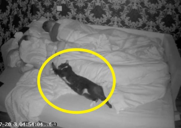 야행성 고양이 셸던(노란 원)은 한밤중에 꼭 아내 침대에서만 우다다를 한다. [출처: 셸던의 틱톡]