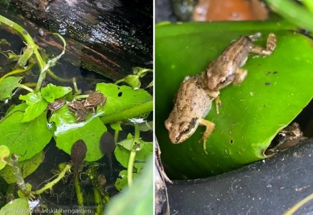 개구리들은 연못 안에 머물지 않고 정원 이곳저곳을 팔짝팔짝 돌아다녔다.