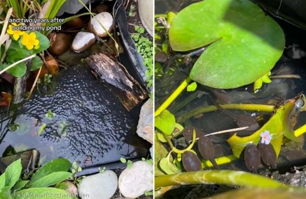 작은 연못에 개구리 알이 빽빽하게 찼다. 