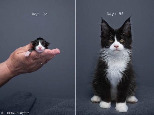 턱시도 고양이가 태어난 지 이틀째 사진(왼쪽)과 92일째 사진. [출처: 닐스 자코비의 틱톡]