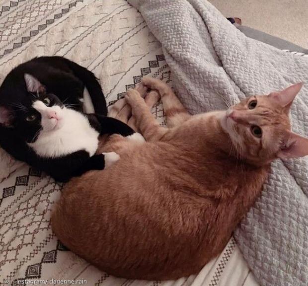고양이 크루저 블루(왼쪽)와 터스컨. 고양이한테 무관심한 남편은 터스컨을 돌보면서 180도 달라졌다. [출처: 아내의 인스타그램]