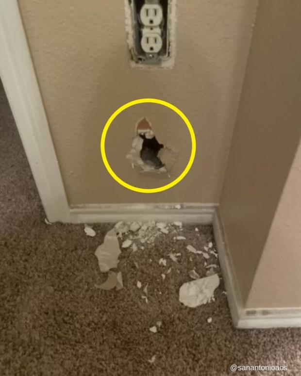 소방서와 샌안토니오 동물당국이 벽에 구멍(노란 원)을 뚫고 벽 안에 홀로 갇힌 새끼고양이를 구출했다. [출처: 샌안토니오 애니멀 케어 서비스의 페이스북]