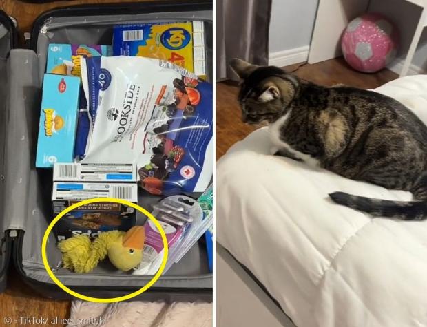 고양이가 바닥에 놓인 집사의 트렁크를 물끄러니 내려다보고 있다.(오른쪽 사진) 고양이가 가방 안에 아끼는 노란 오리 인형(노란 원)을 넣어놨다. [출처:  TikTok/ alliee_smithh]