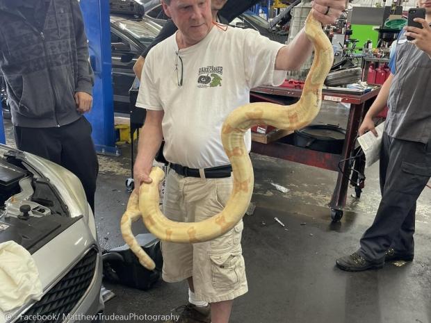 정비사도 뱀 전문가도 자동차 엔진룸에서 이렇게 큰 뱀이 나온 것은 처음이라고 입을 모았다.