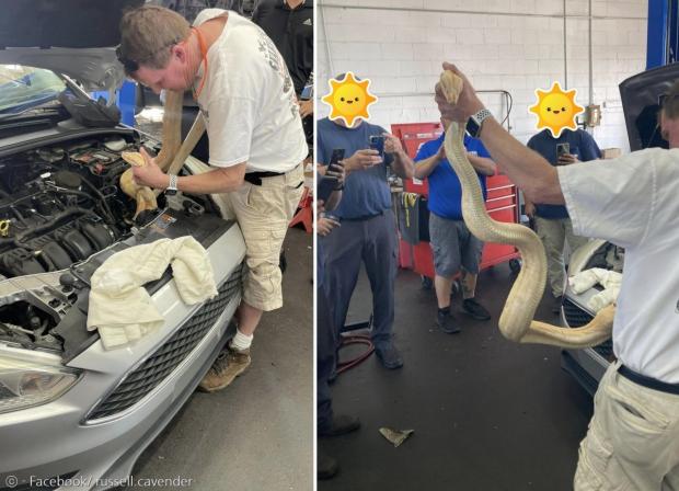 깜짝 놀란 정비사들이 엔진룸에서 나온 보아 뱀을 보고 사진을 찍었다. [출처: 러셀 카벤더의 페이스북]