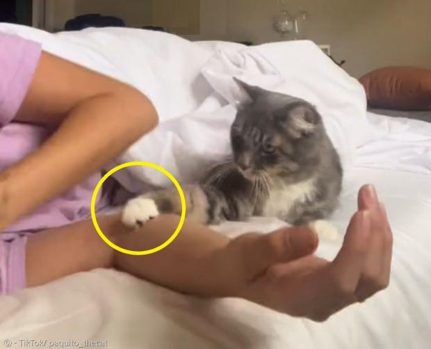 집사가 아침 포옹을 잊어버리자, 고양이 파키토가 안아달라는 듯 앞발(노란 원)로 집사의 팔을 툭 쳤다. [출처: 파키토와 앤드리아의 틱톡]