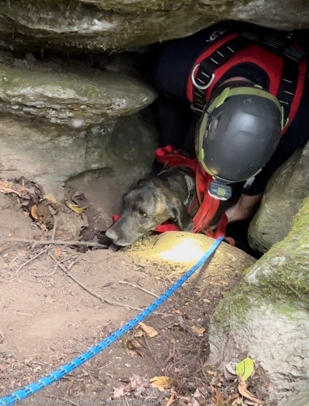 사흘간 동굴에 갇힌 사냥개 찰리가 무사히 구조됐다. [출처: 월든스 크릭 의용소방대의 페이스북]