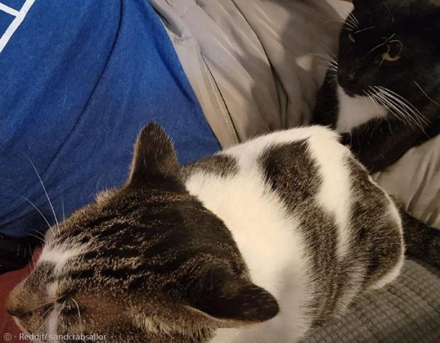 리틀(왼쪽)과 테도. 엄밀히 말하자면 리틀은 테도의 집사 고양이인 셈이다.