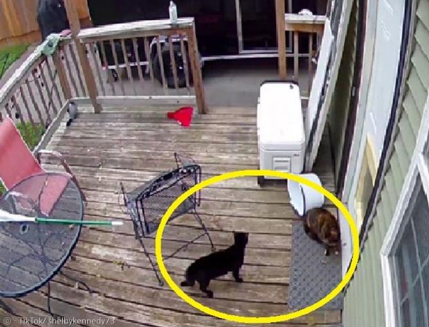 셸비 케네디의 집 뒤쪽 베란다에서 삼색 고양이가 검은 고양이와 대치하고 있다.(노란 원) 삼색 고양이가 케네디가 기르는 고양이다. [출처: 셸비 케네디의 틱톡]