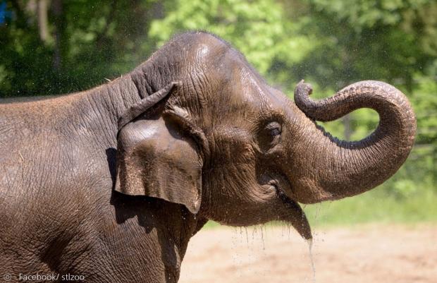 27살로 숨진 아시아코끼리 로니. 아시아코끼리의 수명은 약 70년이다. [출처: 세인트루이스 동물원의 페이스북]