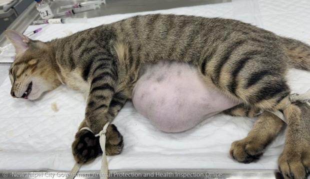 새끼 고양이가 건강을 완전히 회복하고, 어느 정도 자란 후 제대탈장 수술을 받았다.