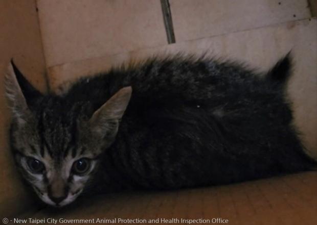새끼 고양이를 발견한 동네 주민이 종이 상자에 새끼 고양이를 담아서 신베이시 동물보호방역처 공무원에게 맡겼다. [출처: 타이완 신베이시 동물보호방역처]