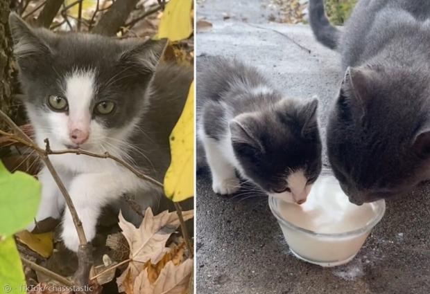렌리의 사랑을 받은 새끼 고양이. 주민이 렌리와 새끼 고양이에게 우유를 챙겨줬다.
