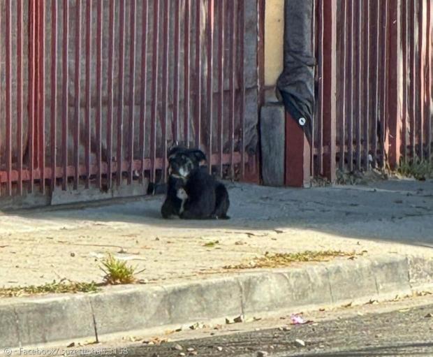 주택가 길모퉁이에서 두 달간 맴돈 검은 개. [출처: 수제트 홀의 페이스북]