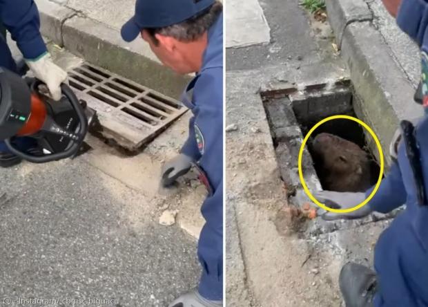 배수구에서 고개를 내민 카피바라(노란 원). [출처: 비과수 소방서] 