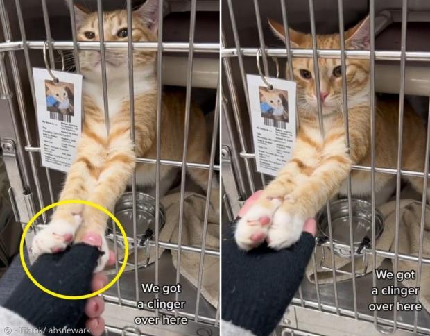앞발(노란 원)을 먼저 내밀어서 사람 손을 잡은 고양이 티거. [출처: AHS 뉴어크의 틱톡]