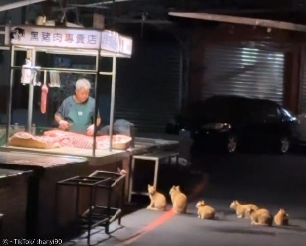 대만 재래시장 정육점 앞에 한 줄로 선 고양이들. [출처: 틱톡/ shanyi90]