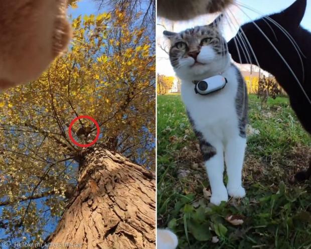 고양이가 나무 위 다람쥐(빨간 원)를 한참 주시했다.(왼쪽 사진) 카메라를 목에 단 고양이가 역시 카메라 목줄을 찬 고양이에게 다가가기도 했다. [출처: 틱톡/ mr.kitters.the.cat]