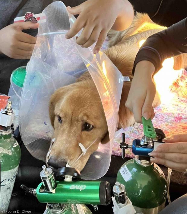 산소호흡기를 차고 이동한 반려견 아이크.