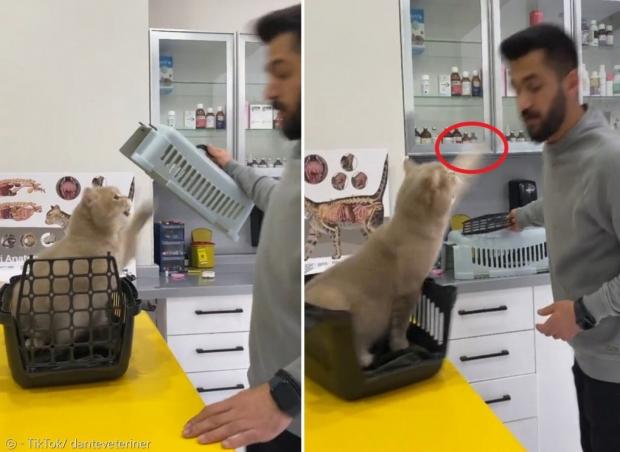 수의사가 이동장 덮개를 방패로 고양이 환자의 냥펀치(빨간 원)를 모두 방어했다.[출처: TikTok/ danteveteriner]