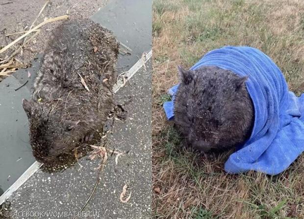 ⓒFACEBOOK/WOMBAT RESCUE