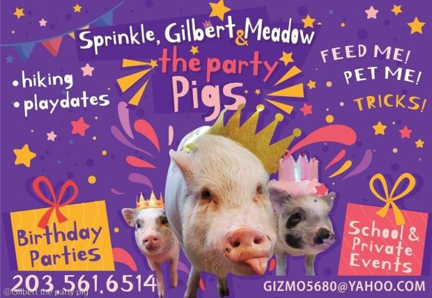 ⓒGilbert the party pig