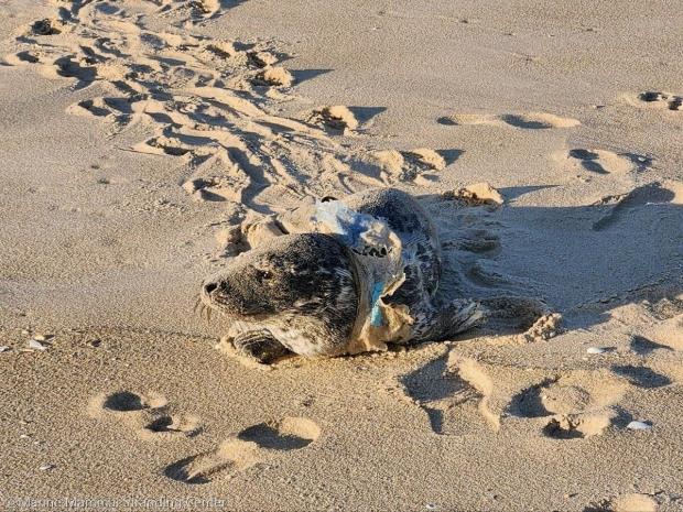 ⓒMarine Mammal Stranding Center