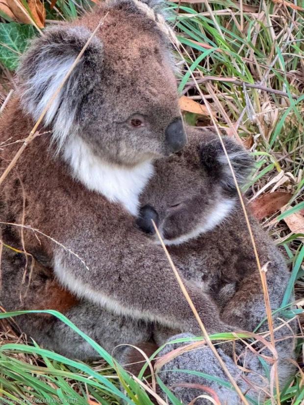 ⓒFacebook/KOALA RESCUE