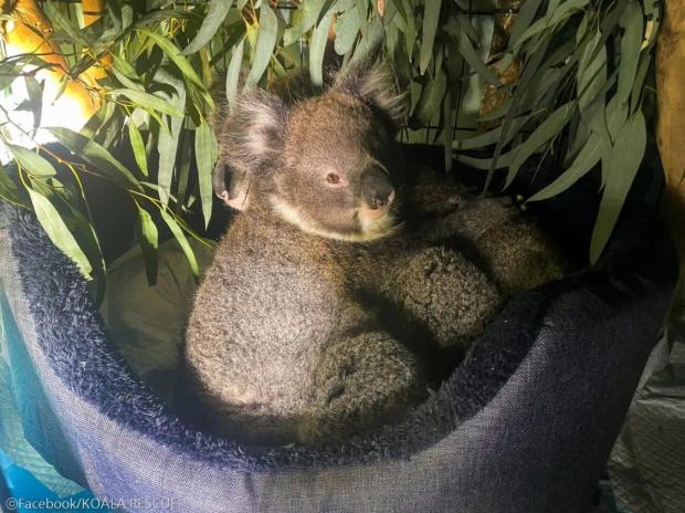 ⓒFacebook/KOALA RESCUE