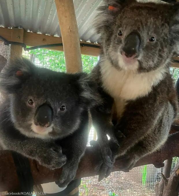 ⓒFacebook/KOALA RESCUE