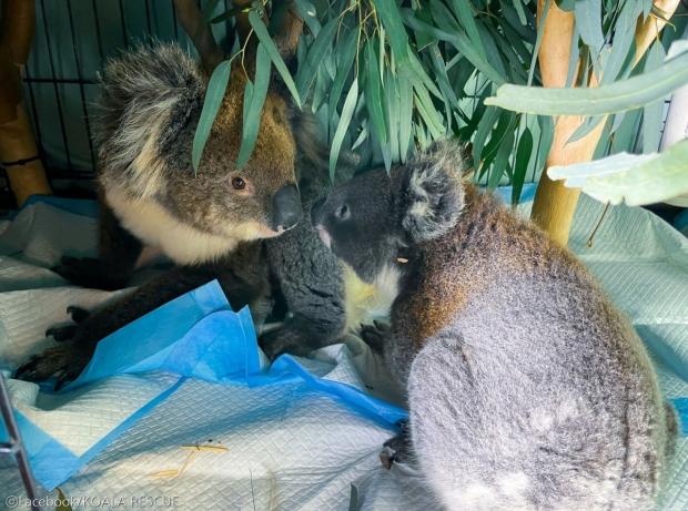 ⓒFacebook/KOALA RESCUE