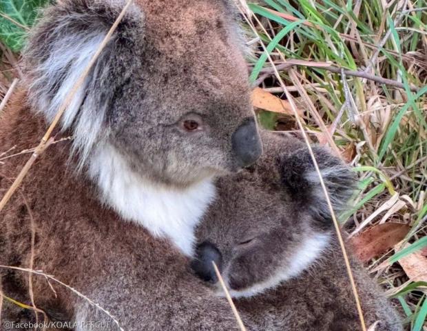 ⓒFacebook/KOALA RESCUE