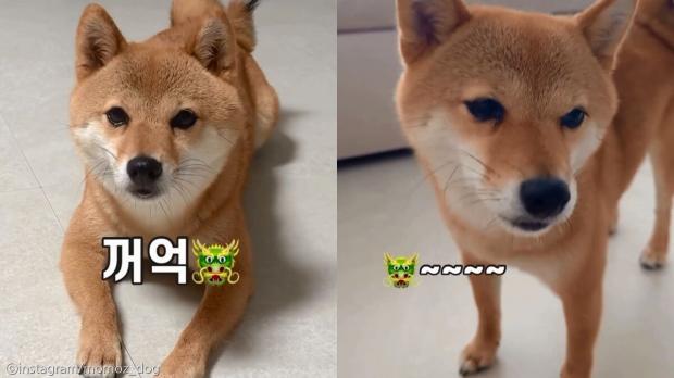 강아지가 밥 먹고 사람 앞에서 '용트림'하는 귀여운 이유 사진출처 instagram/momoz_dog