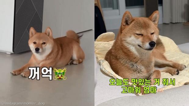 강아지가 밥 먹고 사람 앞에서 '용트림'하는 귀여운 이유 사진출처 instagram/momoz_dog