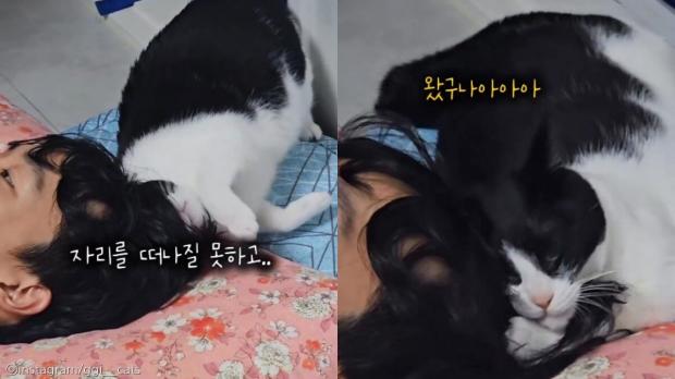 고양이가 제일 좋아하는 냄새가...? '깊은 정수리 향기에 취한다옹' 사진출처 instagram/ggi__cats